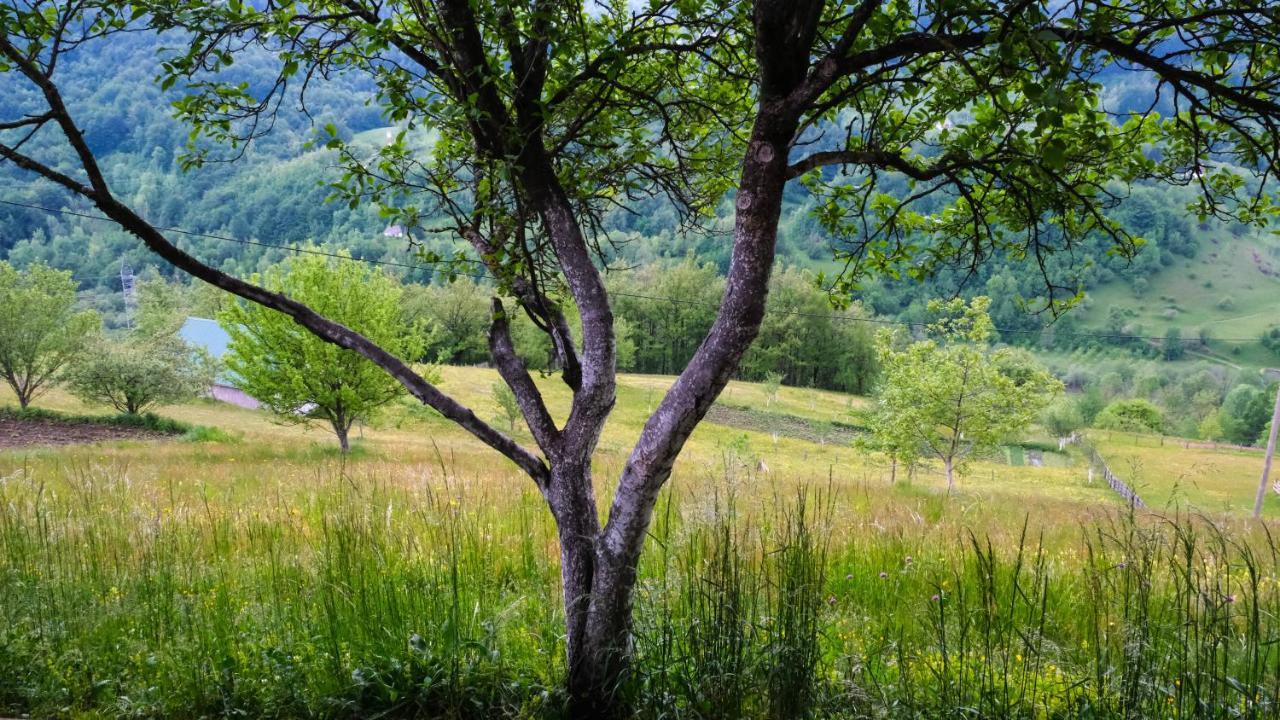 Fern Farm Eco Resort Мойковац Екстериор снимка